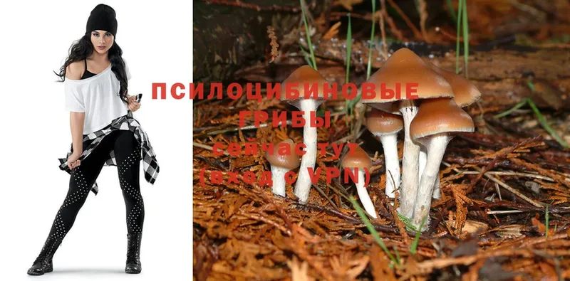 даркнет сайт  Рославль  Галлюциногенные грибы Psilocybine cubensis 